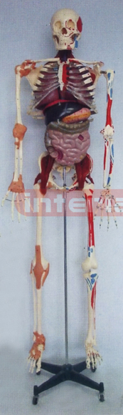 168 CM TALL, ADVANCED COLOURED MULTIFUNCTION DEMONSTRATING HUMAN SKELETAL MODEL.